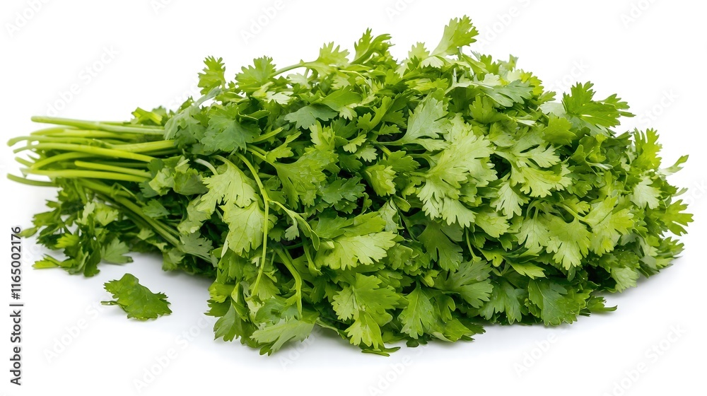 An artistic close-up of a fresh cilantro bunch, emphasizing its feathery leaves and strong aroma, captured with crystal clarity on a smooth white backdrop. The image projects a sense of freshness and An artistic close-up of a fresh cilantro bunch, emphasizing its feathery leaves and strong aroma, captured with crystal clarity on a smooth white backdrop. The image projects a sense of freshness and