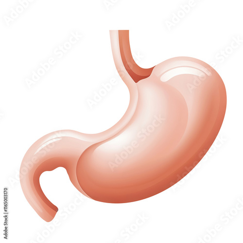 Human stomach organ on transparent background PNG Generative AI