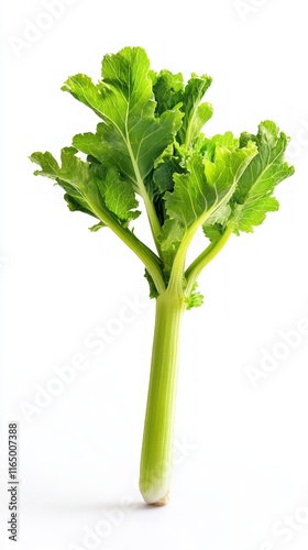 Vibrant Fresh Celery Stalk - A Healthy and Delicious Addition to Any Meal photo