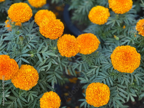 Bright orange marigold flowers in full bloom, standing out vividly against a backdrop of lush green foliage.