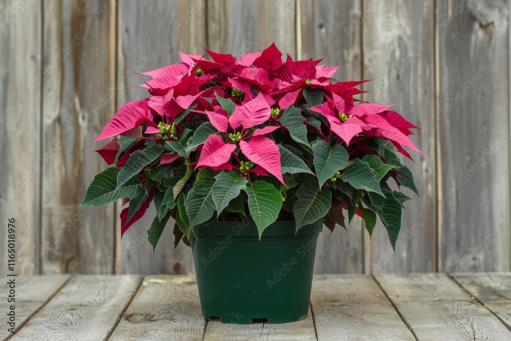Naklejka premium poinsettia plant in a dark green flowerpot against a wooden background