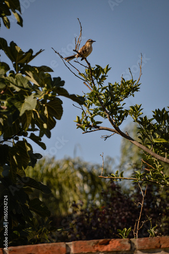 bird on a branch photo