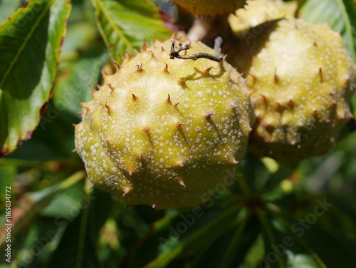 Fruits of Ohio Buckeye tree in early autumn, Colorado