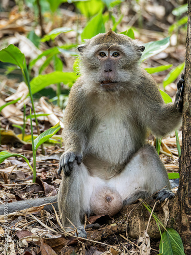 Bogor - Indonesia, 31 December, 2024; long tailed macaques were sitting observing the surroundings near an old banyan tree