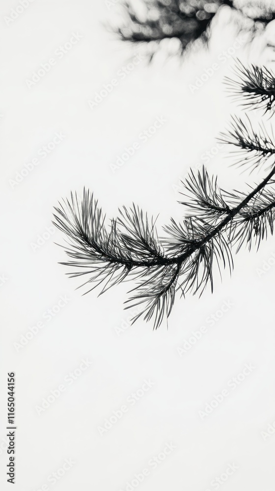 Obraz premium Elegant Pine Branch Silhouette - A Striking Black and White Botanical Print