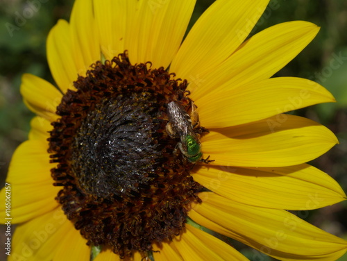 A male metallic green bee, agapostemon virescens, sucking nectar from a sunflower, Colorado photo