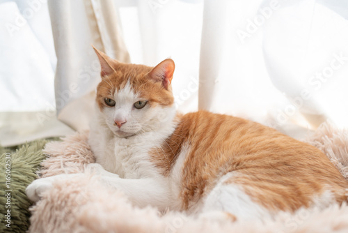 窓辺でくつろぐ可愛い猫　茶トラ白