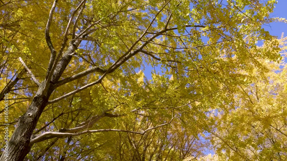Slow motion scenery over vibrant yellow Ginko Trees against blue sky Slow motion scenery over vibrant yellow Ginko Trees against blue sky