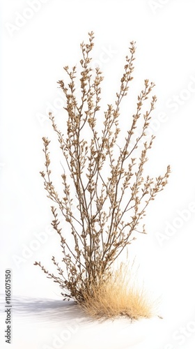 A Stunning Dry Plant in a Desert Landscape.  A captivating image of a dried plant, showcasing the beauty of nature's resilience.  A perfect piece for nature lovers and minimalist art enthusiasts. photo