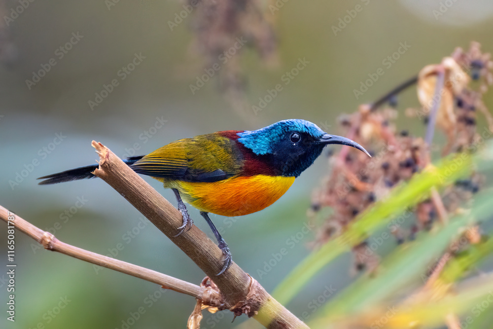 Obraz premium Green-tailed Sunbird. 