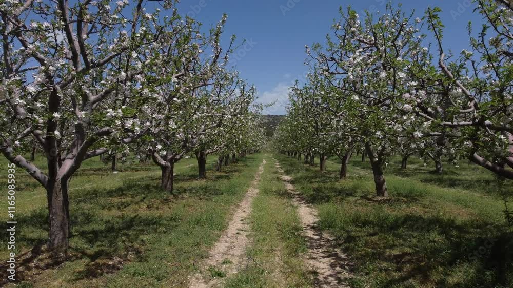 drone image of apple orchard with white flowers drone image of apple orchard with white flowers