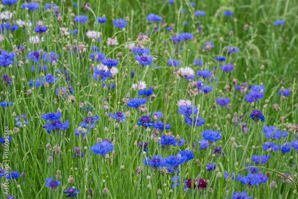 青い矢車草が咲き乱れる春の草原の風景