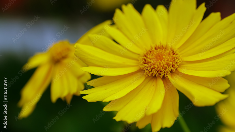 close up of yellow ester flower petals close up of yellow ester flower petals
