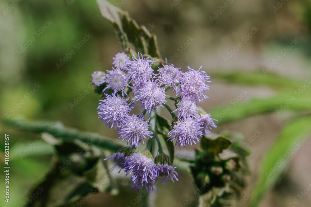 Close up view of the Piji flower with purple flowers Close up view of the Piji flower with purple flowers