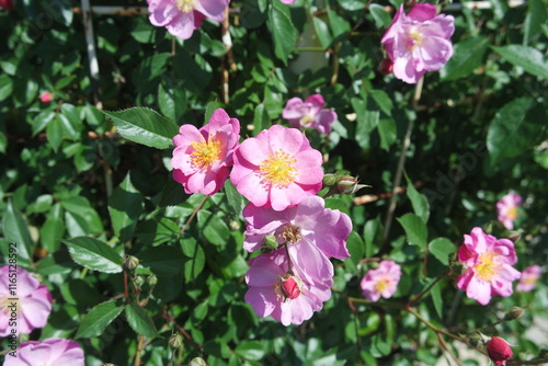 Beautiful Blooming Pink Rose Flowers In Garden Background