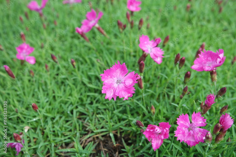 Dianthus chinensis Chinese Pink Flowers With Green Leaves Background