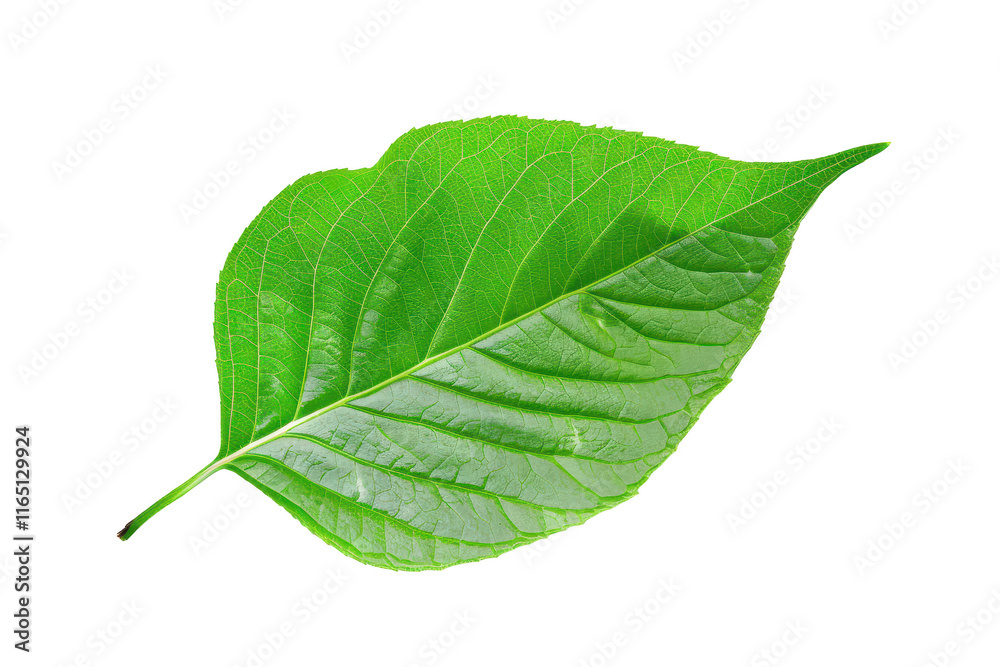 Fototapeta premium a green leaf on an isolated background