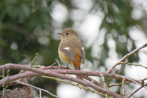 Bird Brown-12