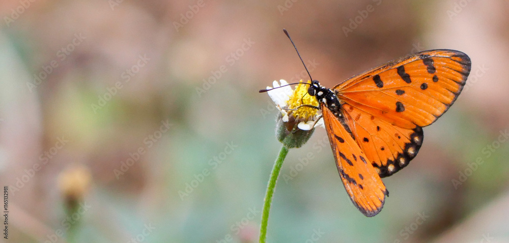 Fototapeta premium Butterfly on a flower