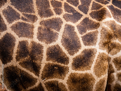 Canvas Print Giraffe skin
