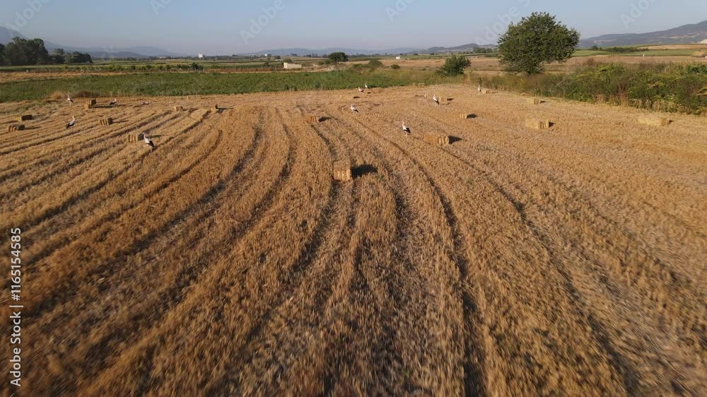Agriculture rural areas Drone Flying Agriculture rural areas Drone Flying