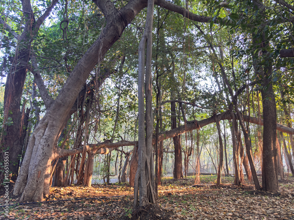 A tree with a large trunk and many branches A tree with a large trunk and many branches
