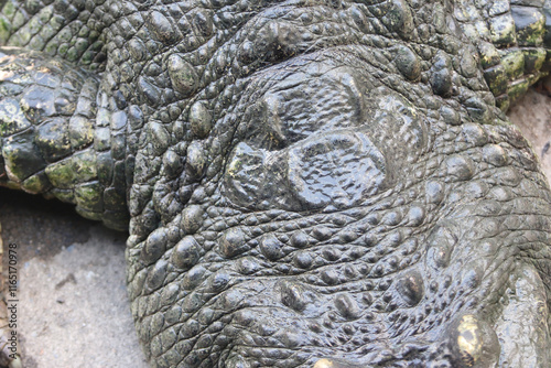 Crocodile skin leathertexture , close up photo