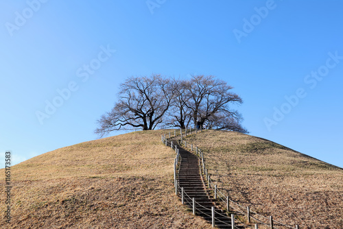 埼玉県行田市さきたま古墳群の冬の景色 photo