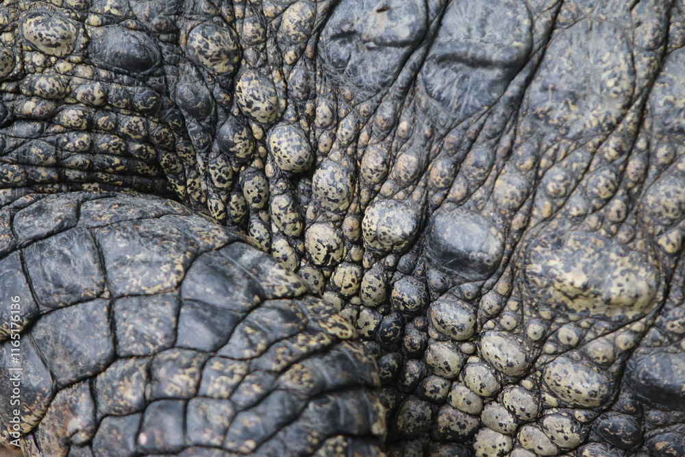 Fototapeta premium Crocodile skin leathertexture , close up