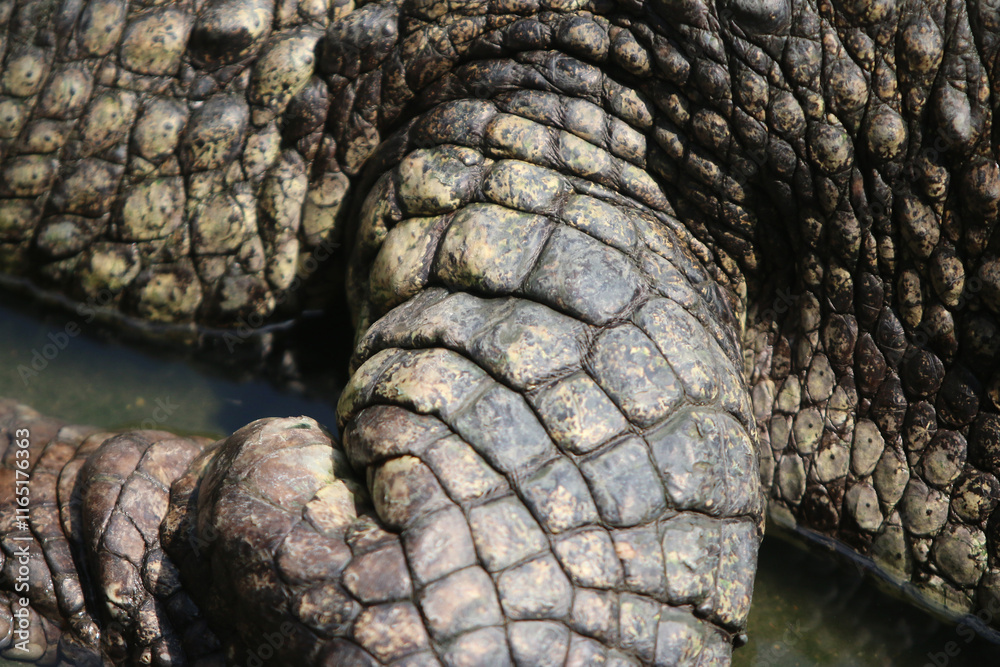 Crocodile skin leathertexture , close up Crocodile skin leathertexture , close up