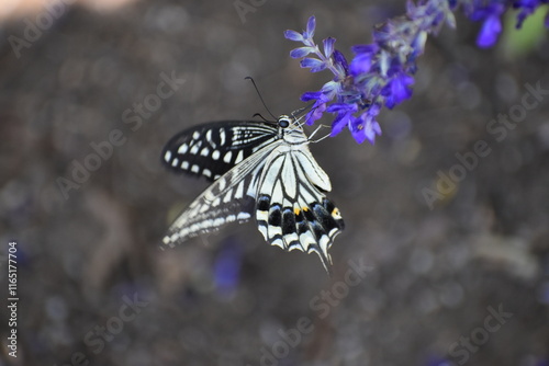 Butterfly Black&White-21