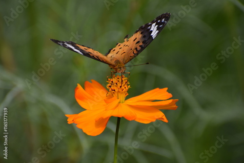 Butterfly Orange-23