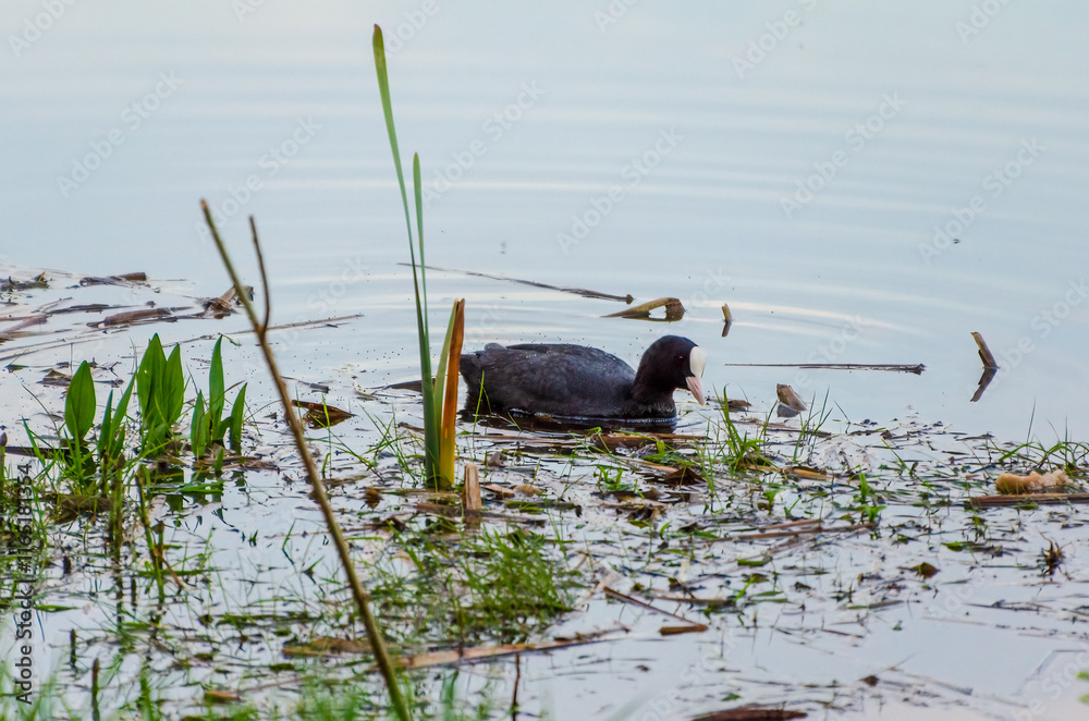 A coot swimming in a peaceful wetland scene. a coot paddles in calm waters, serene mood, side perspective, close to the shore, wetland habitat, concept of tranquility and wildlife. A coot swimming in a peaceful wetland scene. a coot paddles in calm waters, serene mood, side perspective, close to the shore, wetland habitat, concept of tranquility and wildlife.