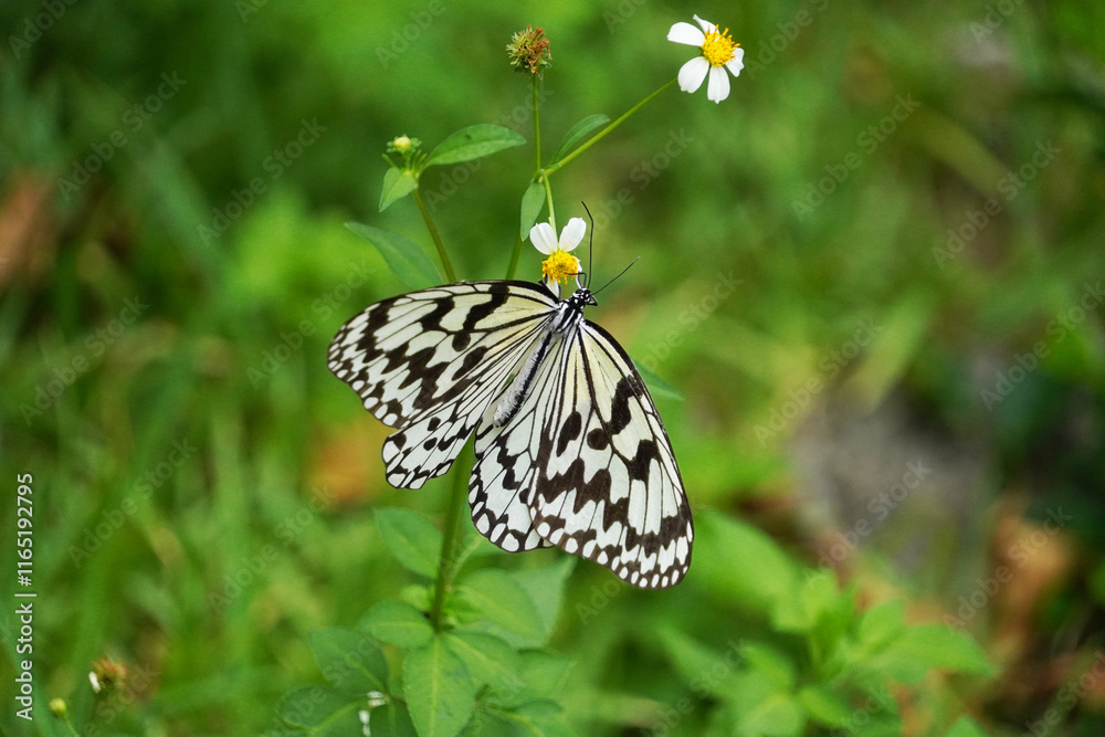 Obraz premium オオゴマダラ