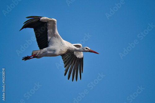 White stork flying in the blue sky