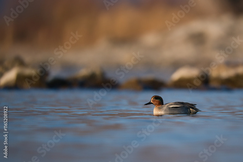 Small teal on the water