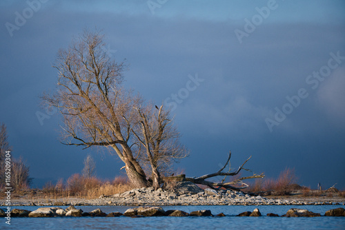 Old tree on a small island