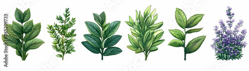 Vibrant Herb & Lavender Watercolor Botanicals, Illustrating Nature's Beauty and Exquisite Detail.