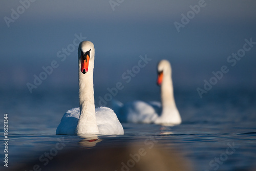 pair of swans in the morning sun