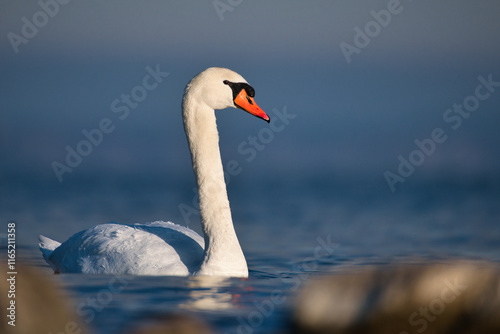 beautiful swan in morning sun