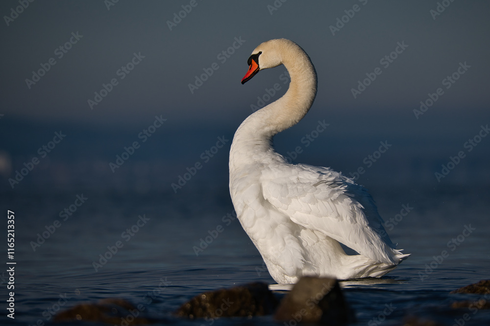 Fototapeta premium beautiful swan preening its feathers in the morning