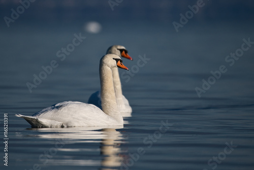 pair of swans in the morning sun