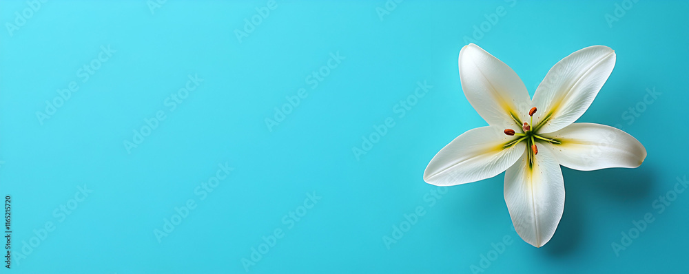 Fototapeta premium White Lily on Teal, Purity, Elegance, and Serenity. A delicate flower rests gently on a vibrant background, showcasing its beauty.