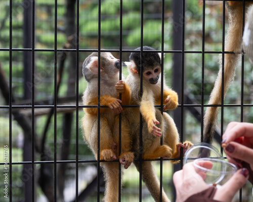 Photography Common squirrel monkey reaching for food from its cage in a zoo