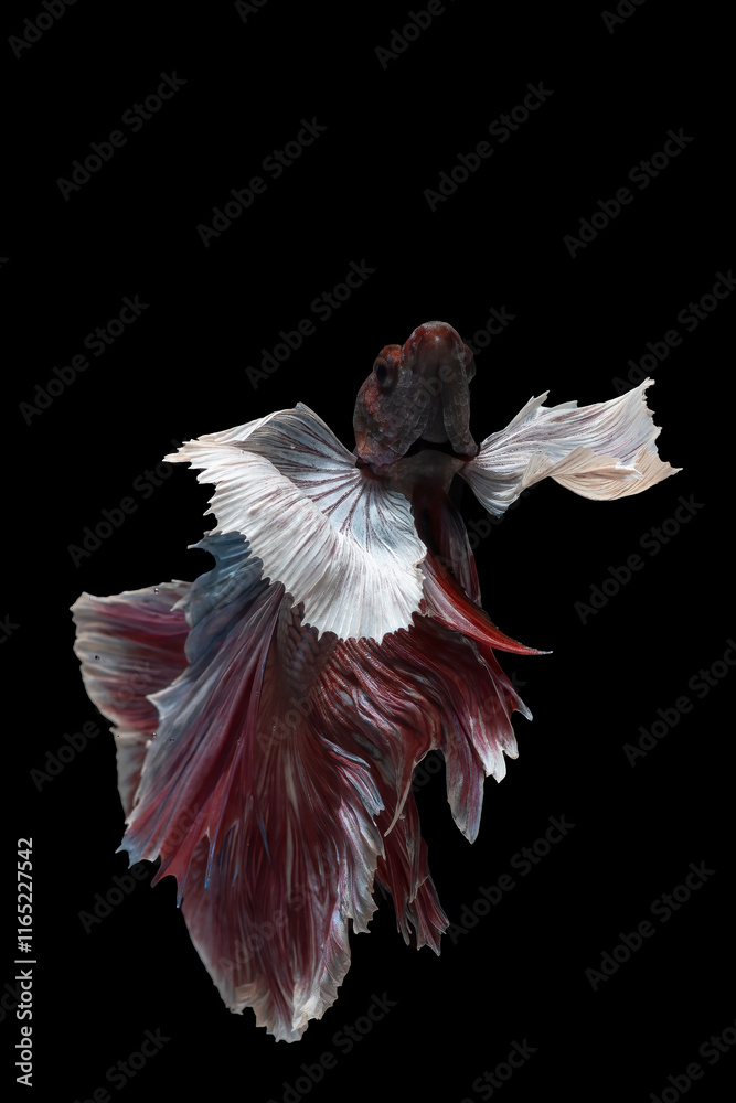 Fototapeta premium Colorful betta fish in black background