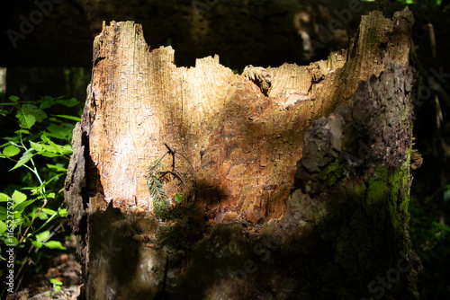 An old stump in the woods. A rotted tree.