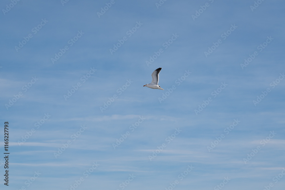Fototapeta premium Seabirds flying in the sky at dawn. Antarctica sky