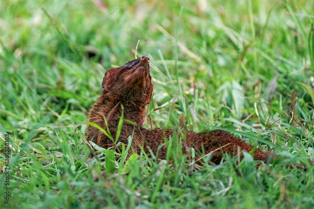 Obraz premium Javan mongoose on the grass