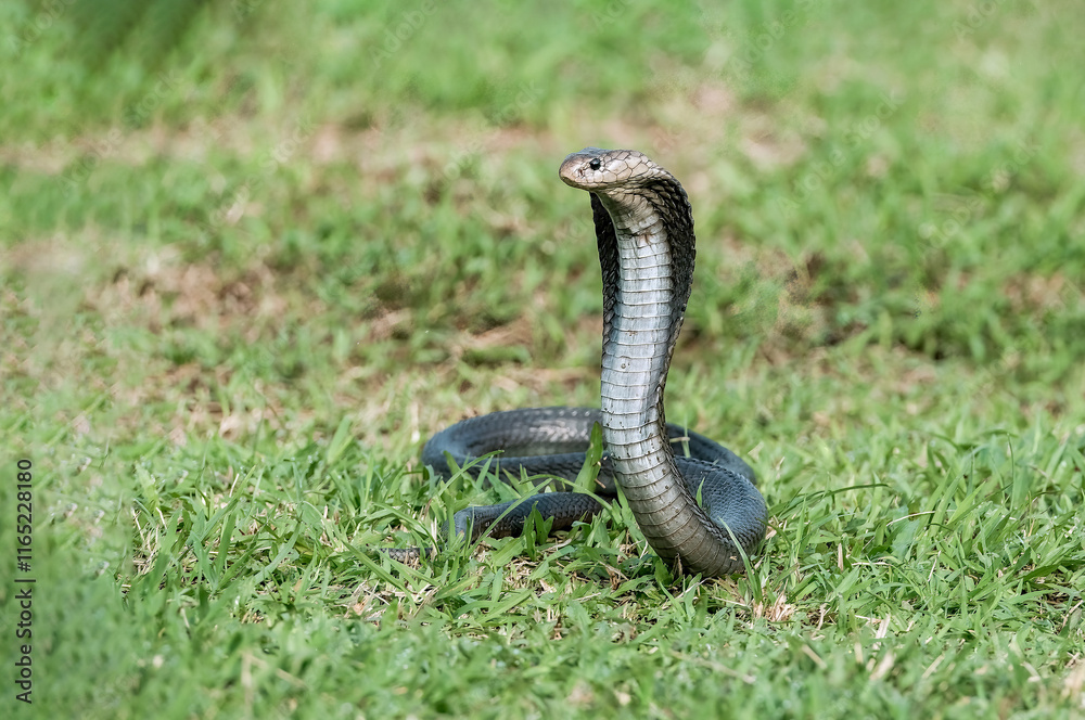 Fototapeta premium Naja sputatrix defensive positionon on the green grass