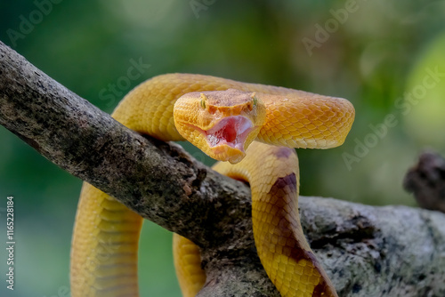 Trimeresurus Puniceus Pit Viper on branch photo